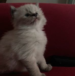 Meet your Posher, Melissa